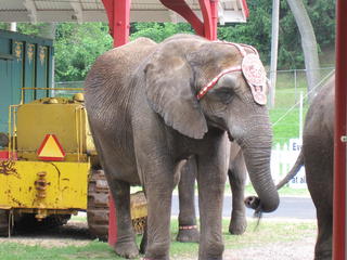 Circus World Museum - Wisconsin Dells Fun Circus World Museum - Wisconsin Dells Fun