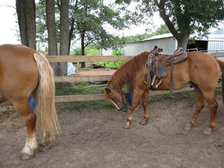 Red Ridge Ranch Mauston